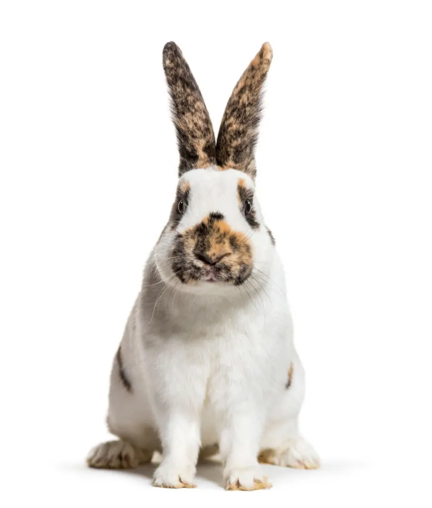 Checkered Giant rabbit on a white background