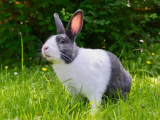 A cute Dutch Rabbit standing in green grass with buttercups.