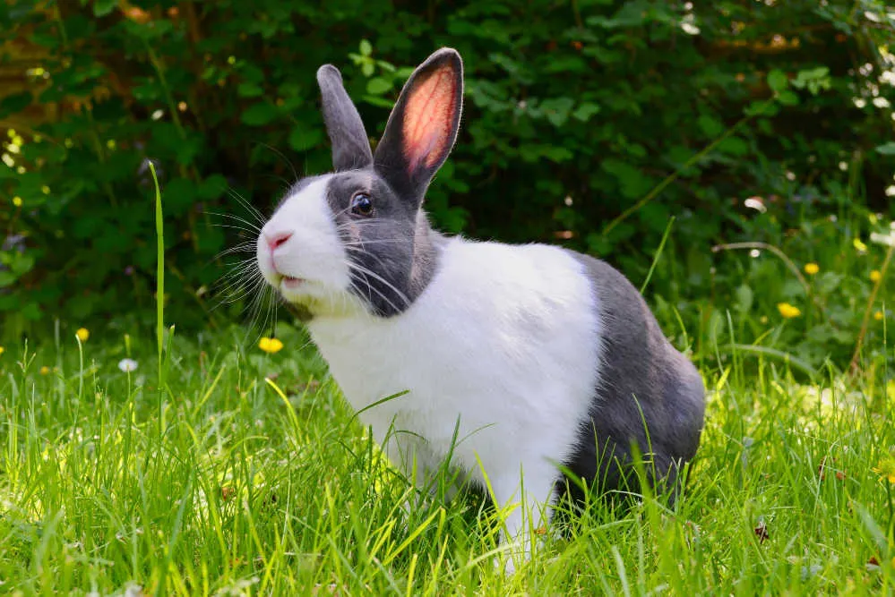 A cute Dutch Rabbit standing in green grass with buttercups.