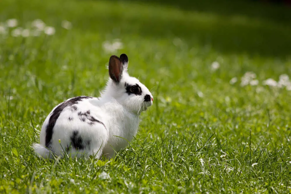Dwarf Papillon bunny in a green field.