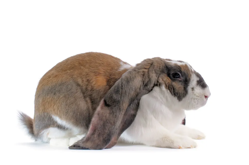 An English Lop Rabbit on white background.