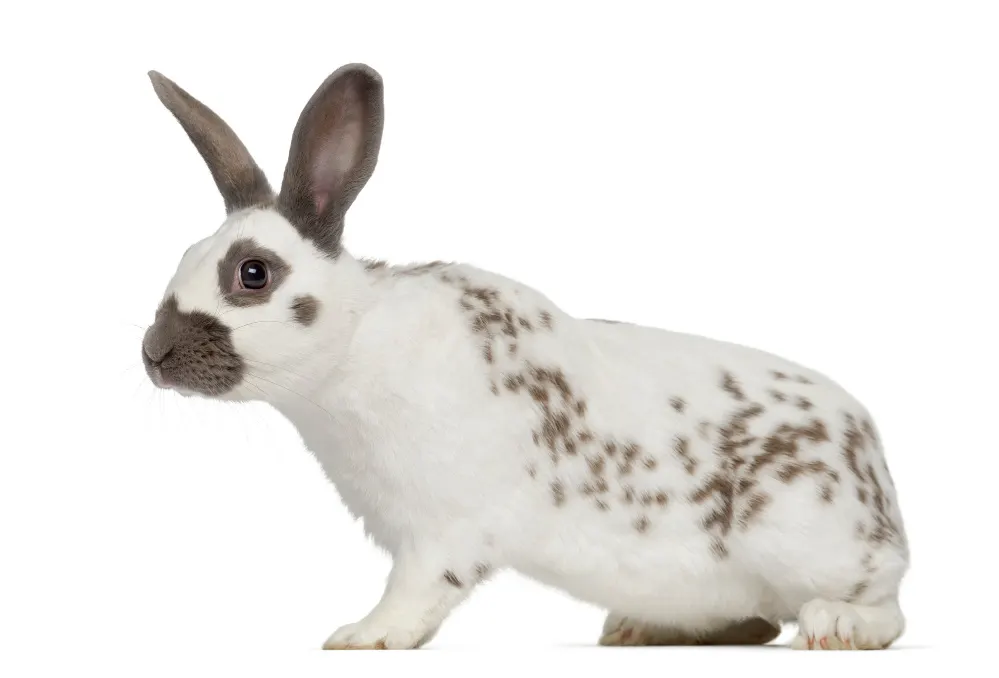 English Spot rabbit isolated on white.