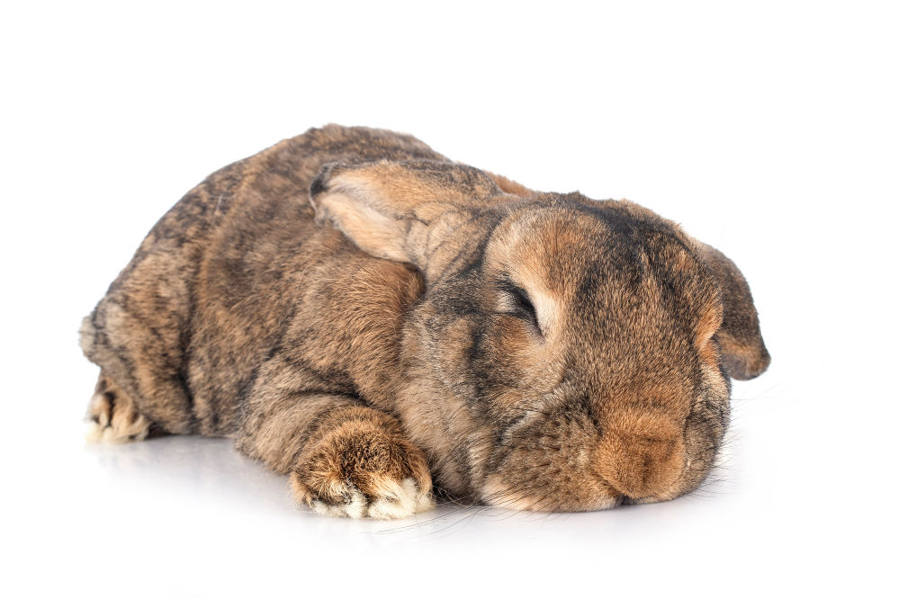 Flemish Giant rabbit in front of white background.