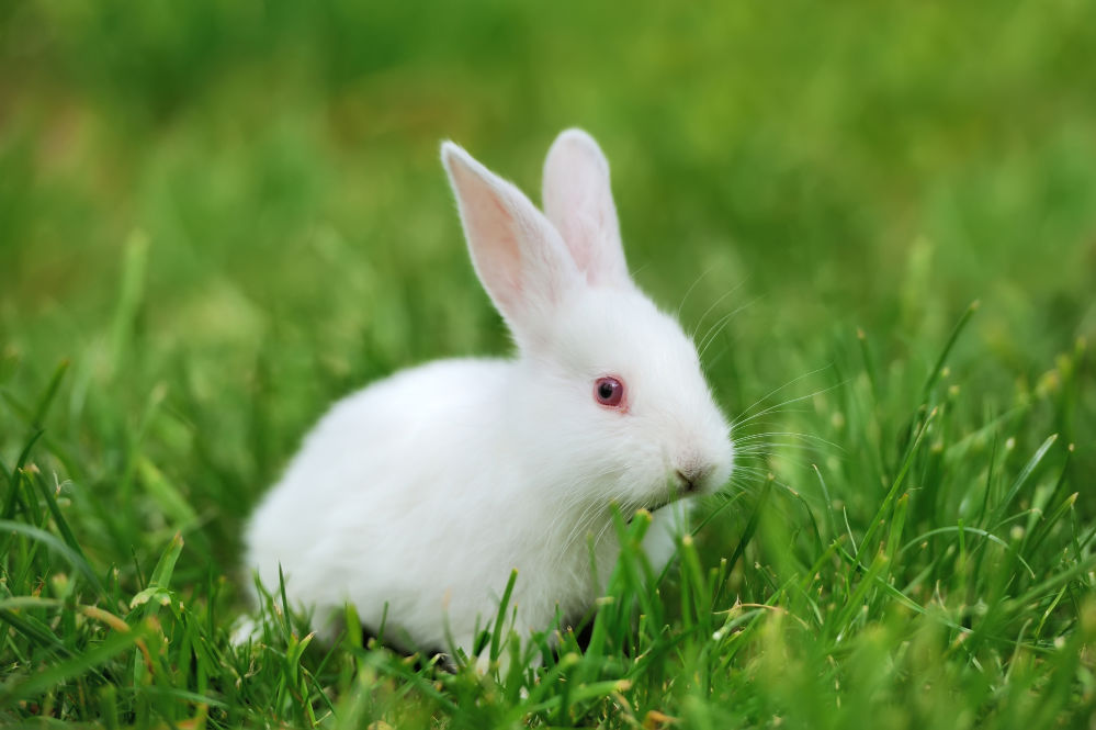 Florida white rabbit in spring green grass background.