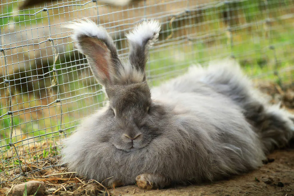 French Angora Rabbit with a green background.
