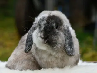 French Lop rabbit on a blurred background.