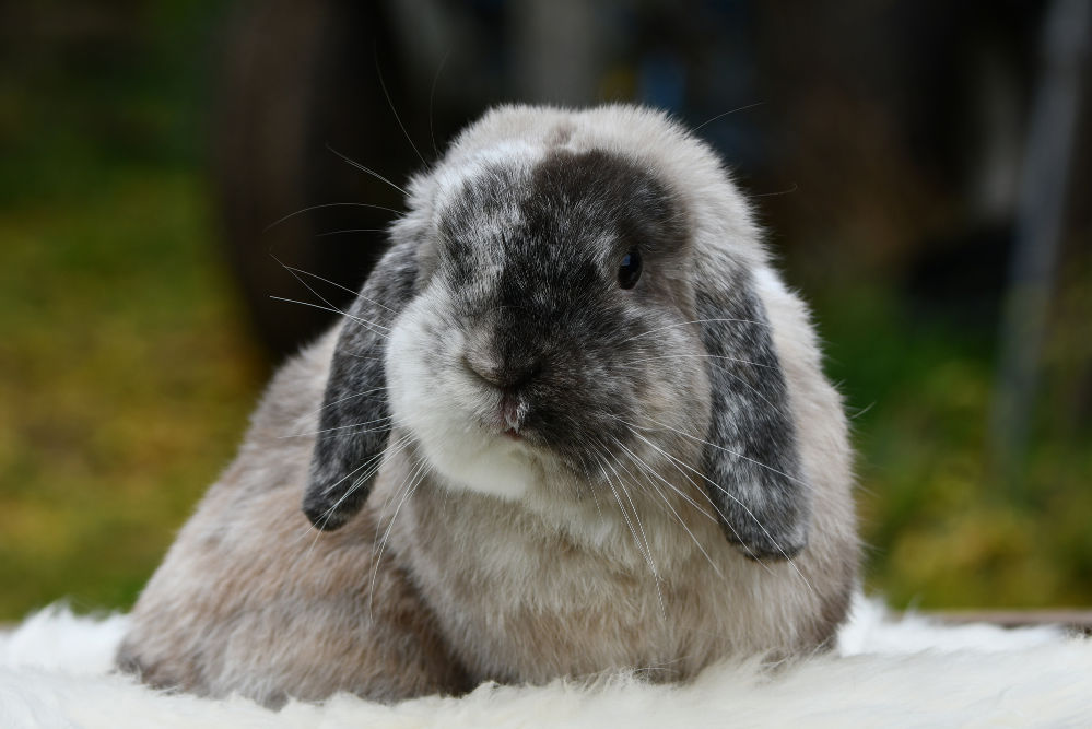French Lop rabbit on a blurred background.