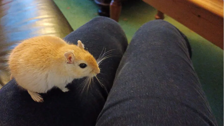 The gerbil Timon belonging to Small Pet Guides founder Steph Dyson