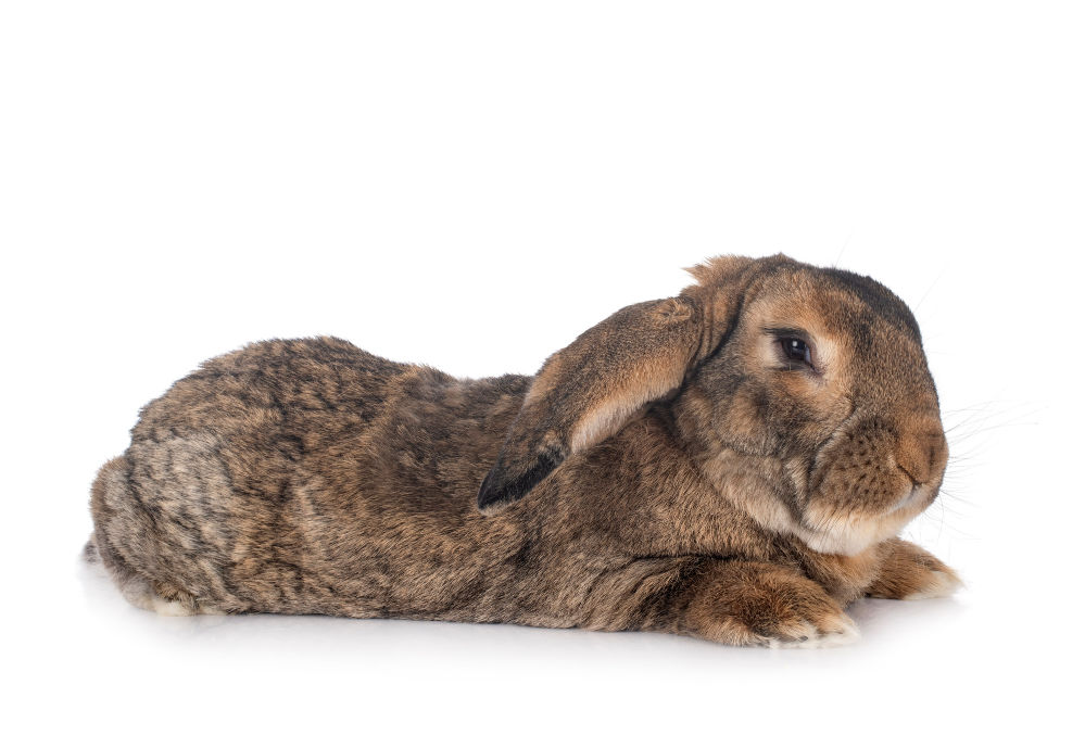 Brown Flemish Giant rabbit on a white background