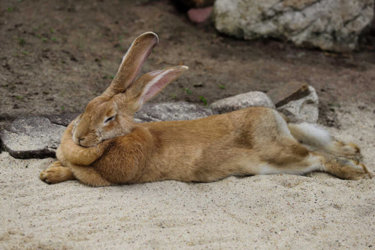 Giant Caramel Flemish Rabbit streched on sand.
