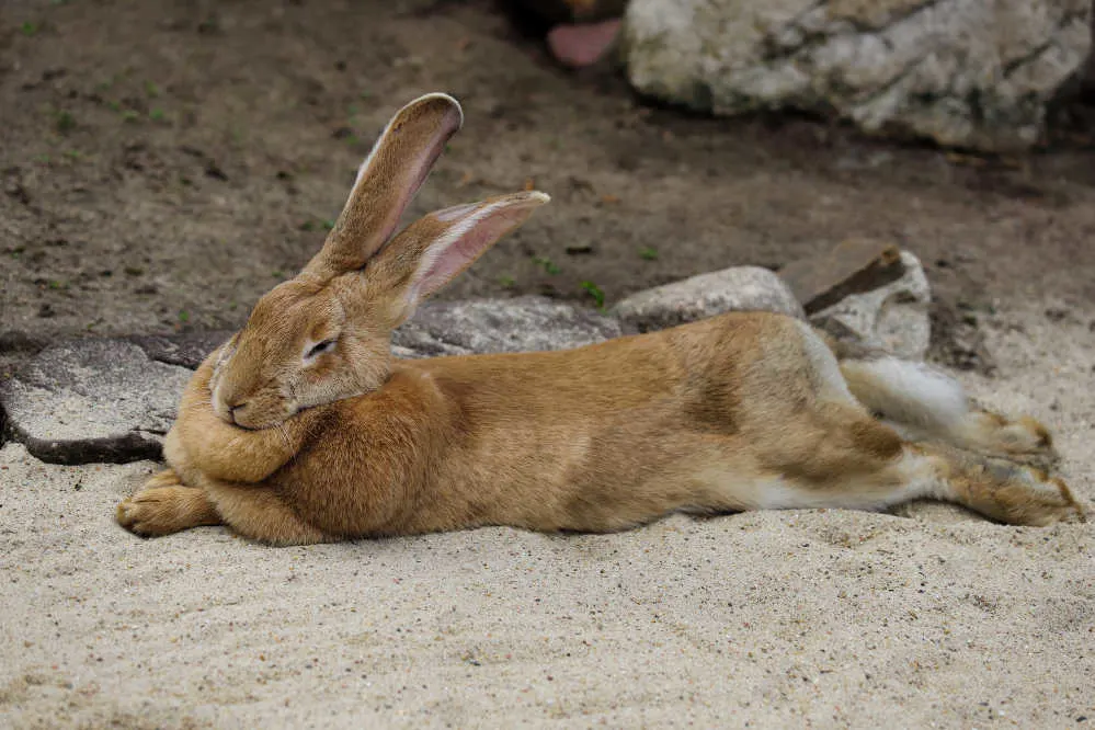 Flemish giant hotsell rabbit potty training