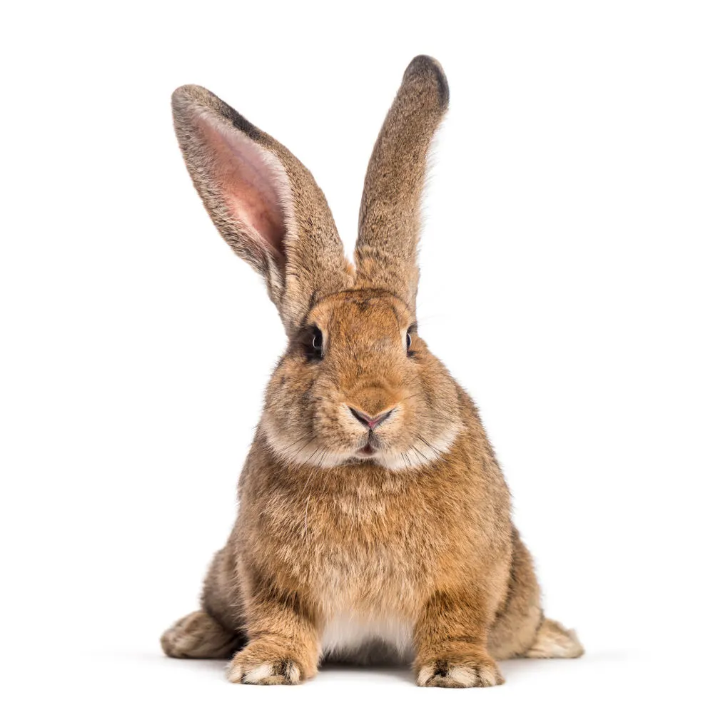 A 6 months old Flemish Giant rabbit, in front of white background.