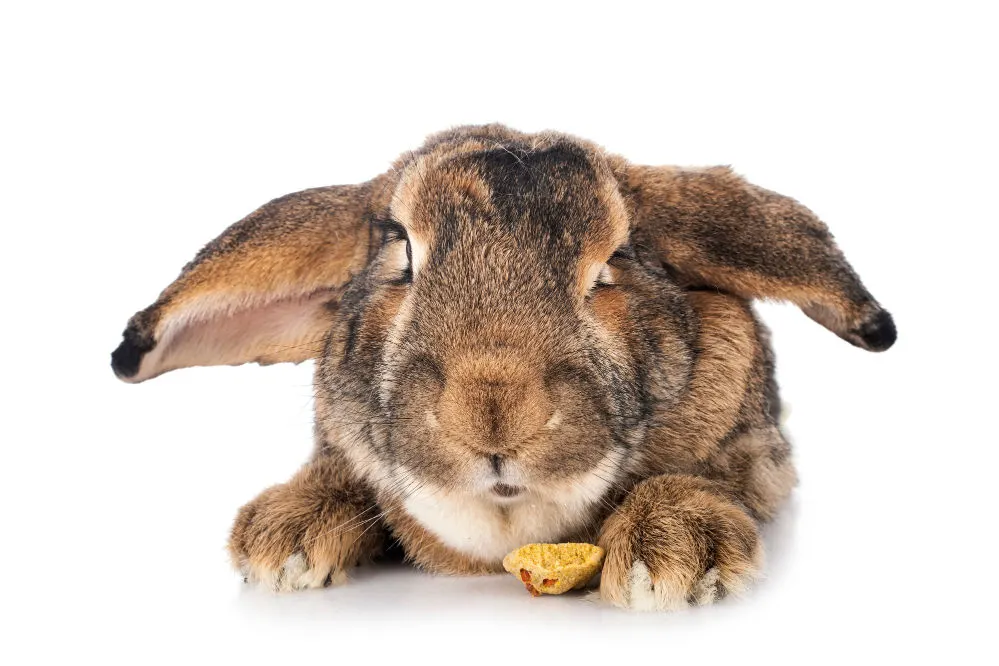 Flemish Giant rabbit eating on a white background.