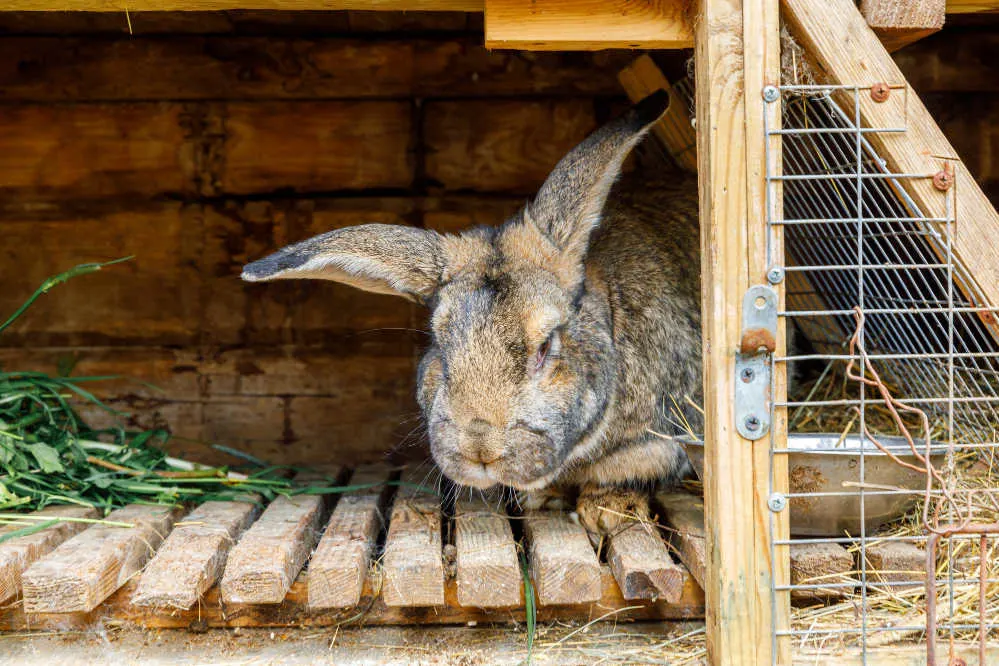 Giant Flemish Rabbit Eating Grass in a wooden hutch.