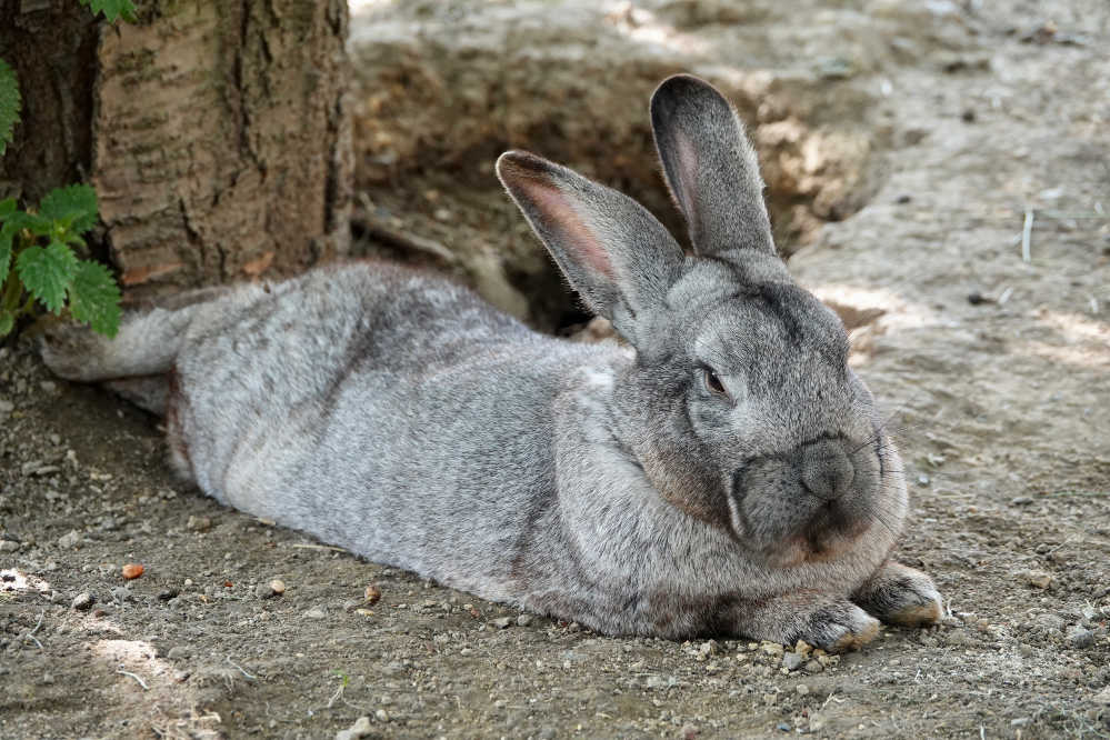 Giant Light Grey Flemish Rabbit sitting on sand.