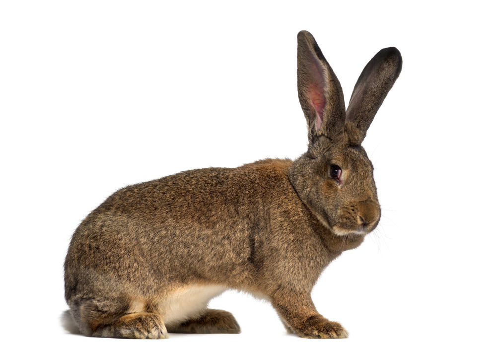 Side view of a Flemish Giant rabbit isolated on a white background