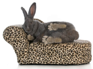 Giant Flemish Rabbit sitting on a animal print chaise lounge.