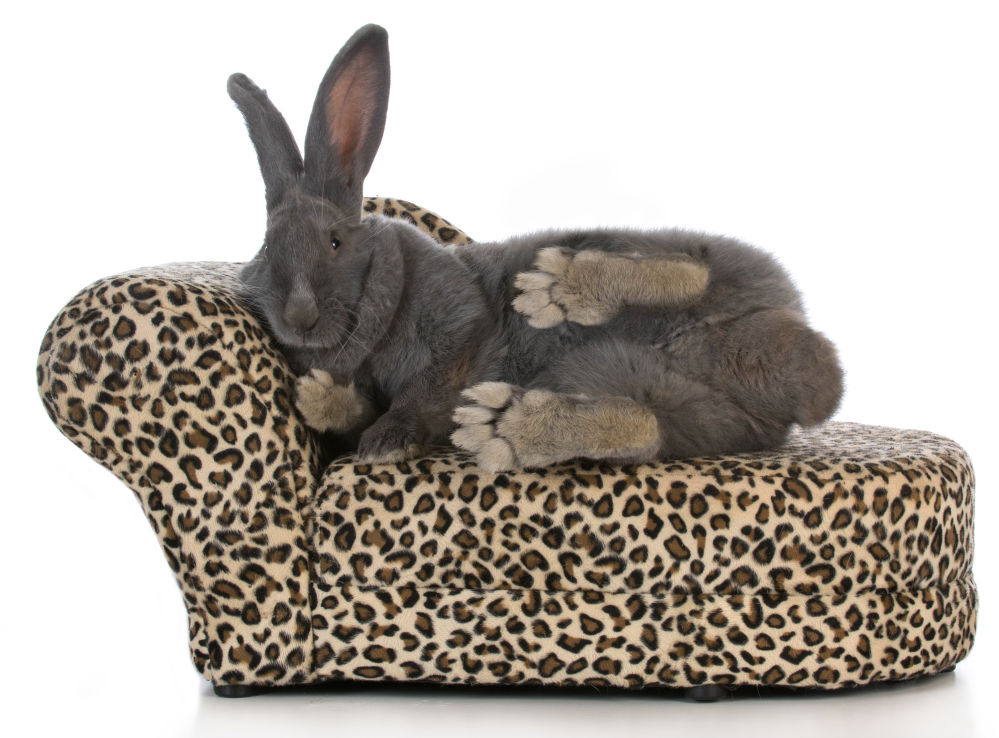 Giant Flemish Rabbit sitting on a animal print chaise lounge.