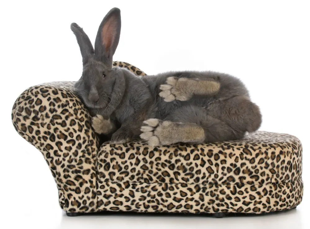 Giant Flemish Rabbit sitting on a animal print chaise lounge.