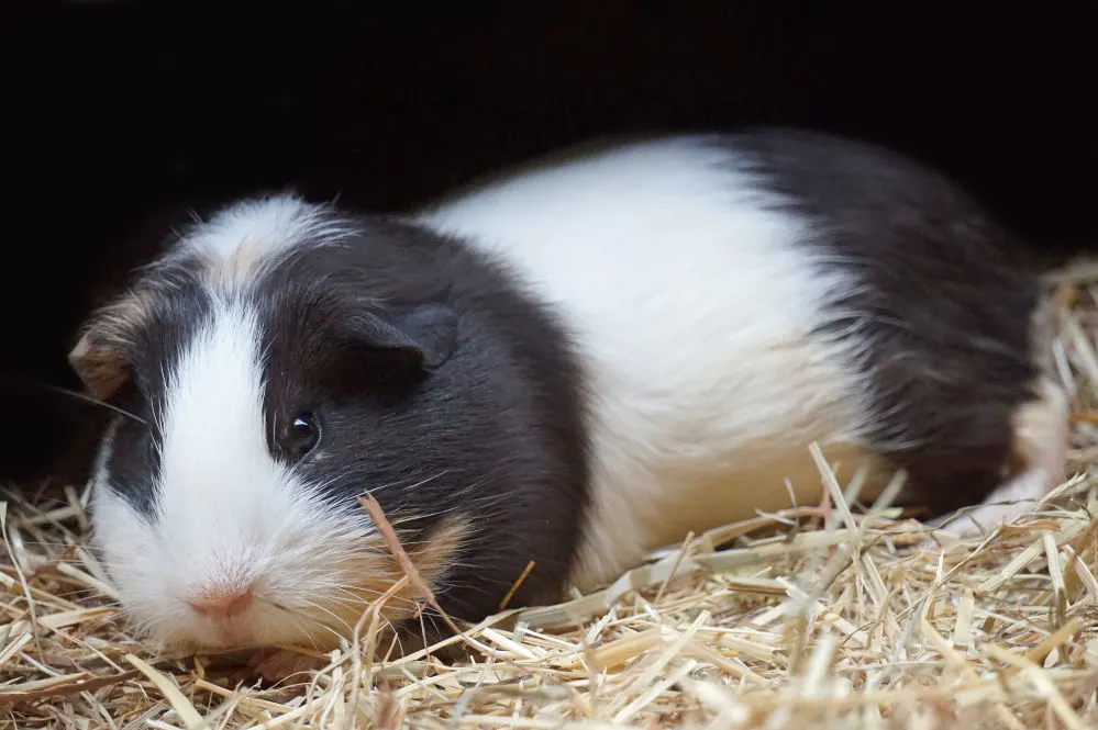 A black and white guinea pig on a wooden floor