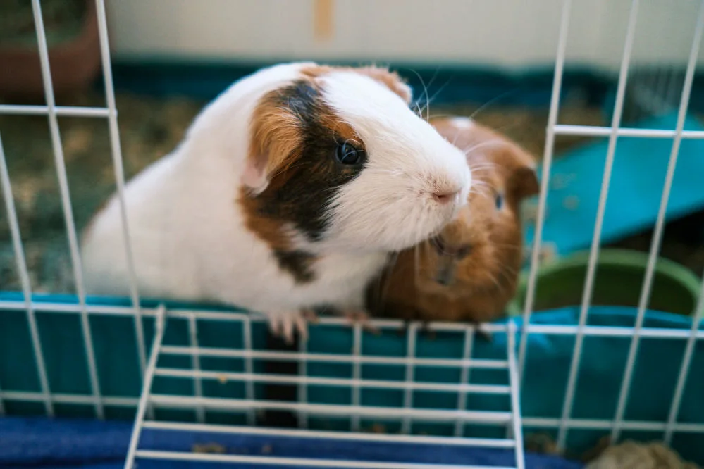 Two adult guinea pigs in their cage.