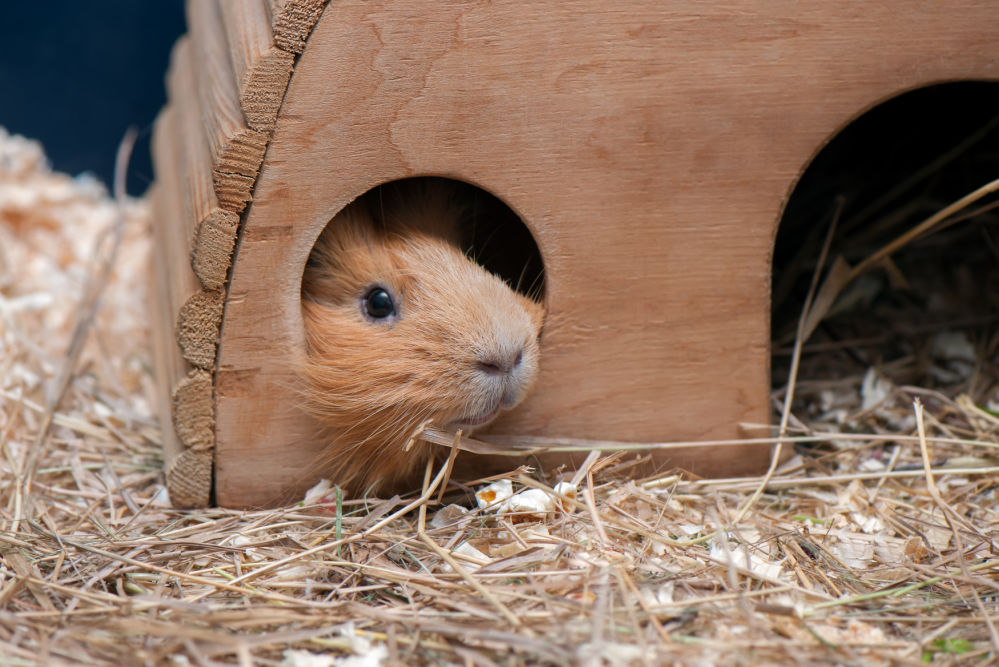 A close up of a brown guinea pig inside a wooden cage.
