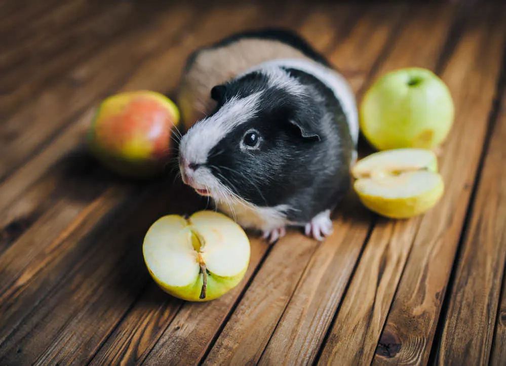 A guinea pig surrounded by apples