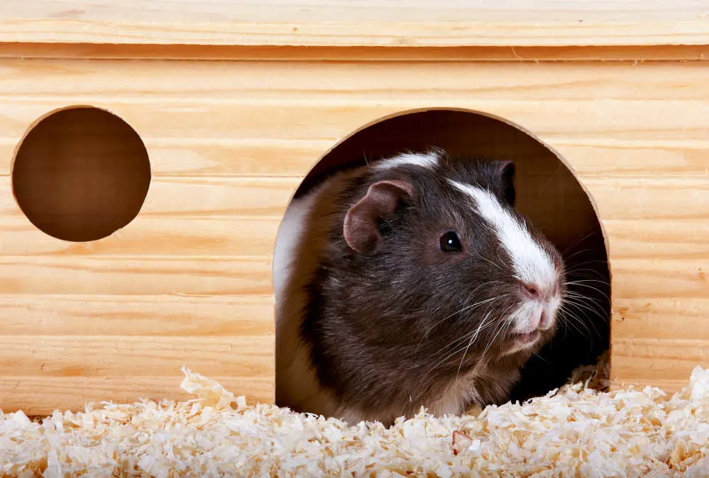 A guinea pig in a wooden house