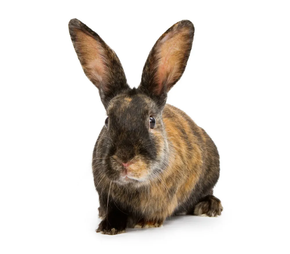 A harlequin rabbit isolated on a white background.