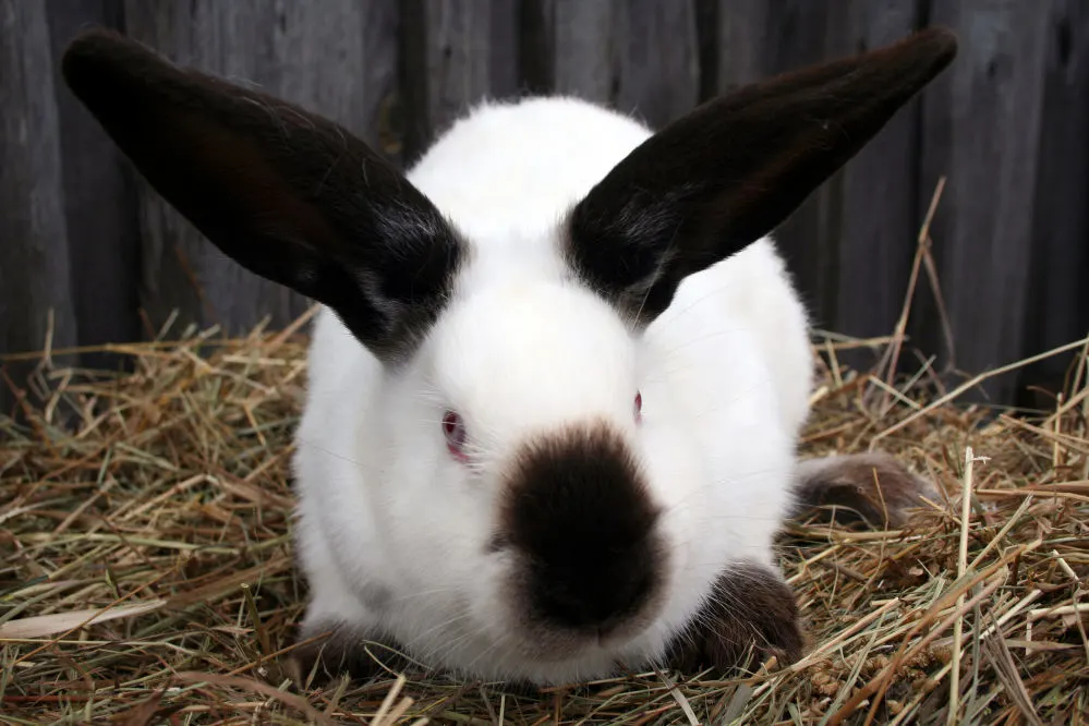 A big Himalayan rabbit close up