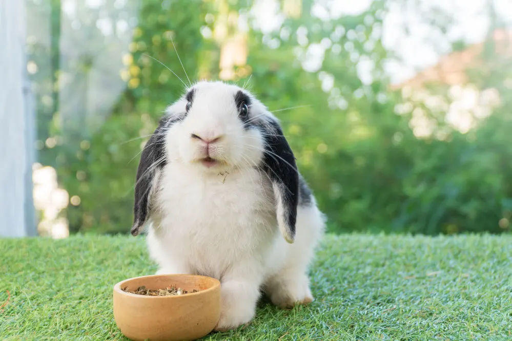 Adorable Holland lop rabbit bunny eating dry alfalfa hay field in a pet bowl.