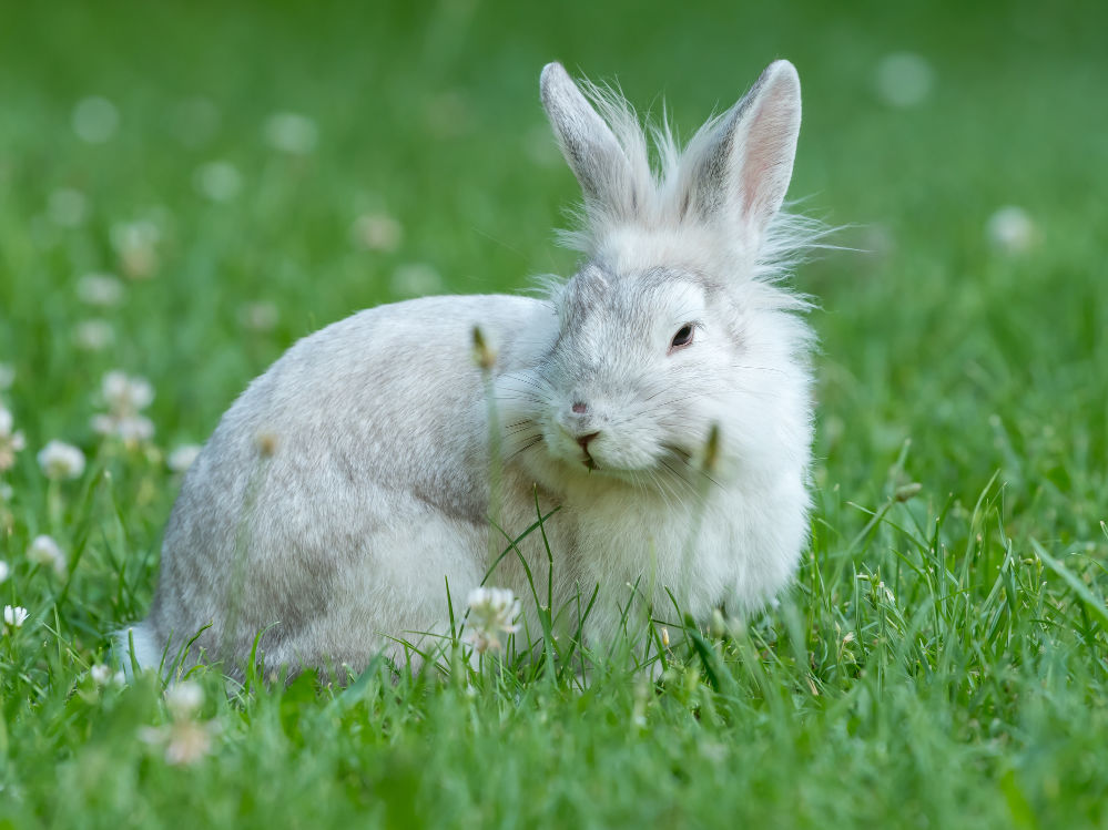 A lionhead white rabbit is sitting in green grass.