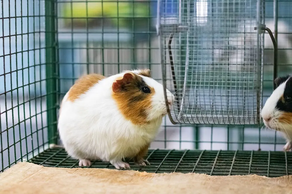 Two long hair guinea pigs are about to play with the wheel on their cage.