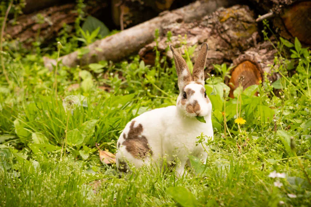 A cute Mini Rex sits munching on a grass field.