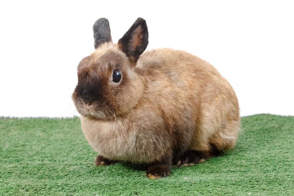 Brown Netherlands dwarf rabbit on green grass.