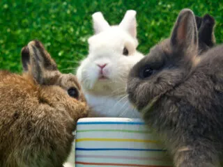 Three Netherland Dwarf rabbits are eating on a bowl in the grass.