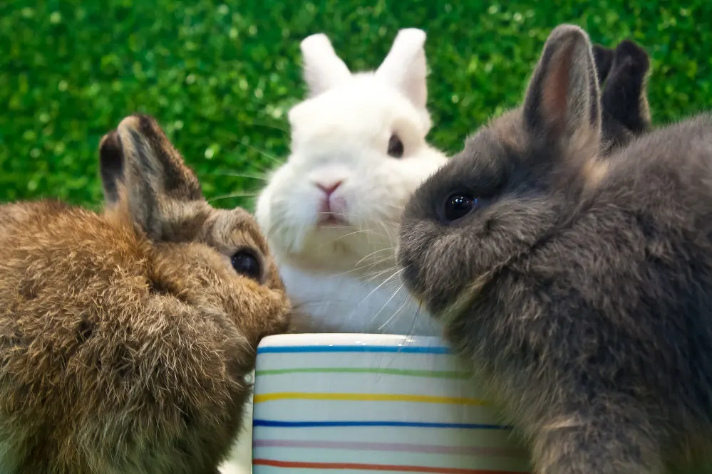 Three Netherland Dwarf rabbits are eating on a bowl in the grass.