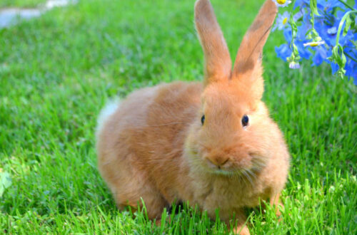 New Zealand red rabbit on green grass.