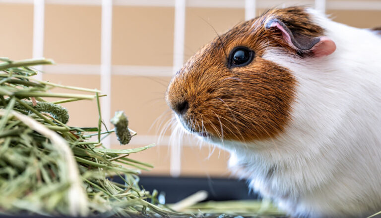 A beautiful brown and white guinea pig in its cage eating grass.