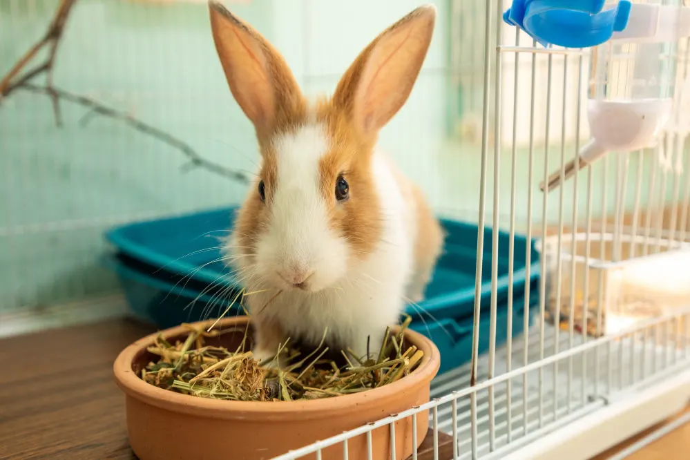 A small rabbit eating hay in his cage.