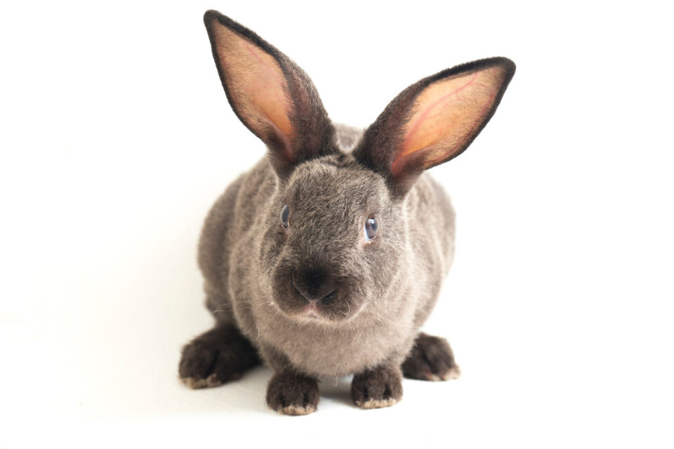 Can Rabbits Eat Kiwi? | Guide To Feeding Your Rabbits Kiwi