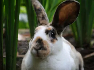 Rex Rhinelander rabbit in the green garden sitting and watching curiously.