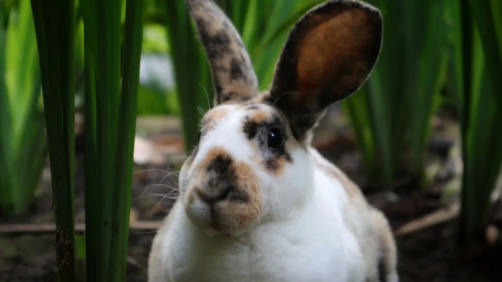 Rex Rhinelander rabbit in the green garden sitting and watching curiously.