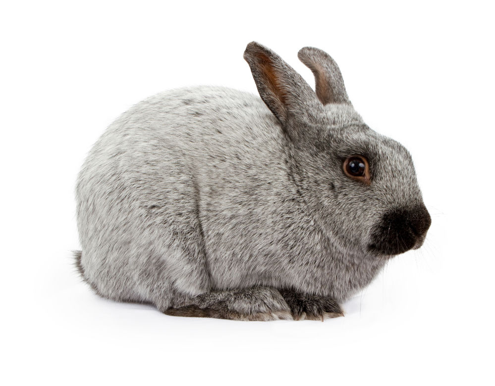 A silver marten rabbit isolated on a white background.