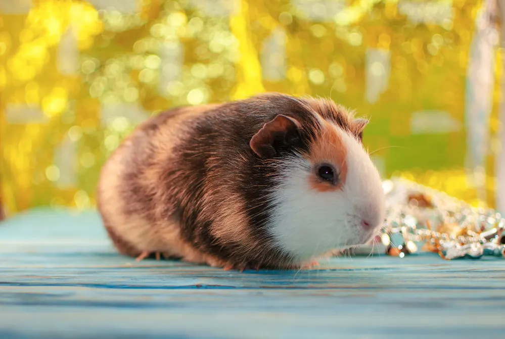 A beautiful guinea pig with some nature in the background.