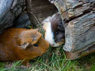 Two guinea pigs in a tree trunk toy