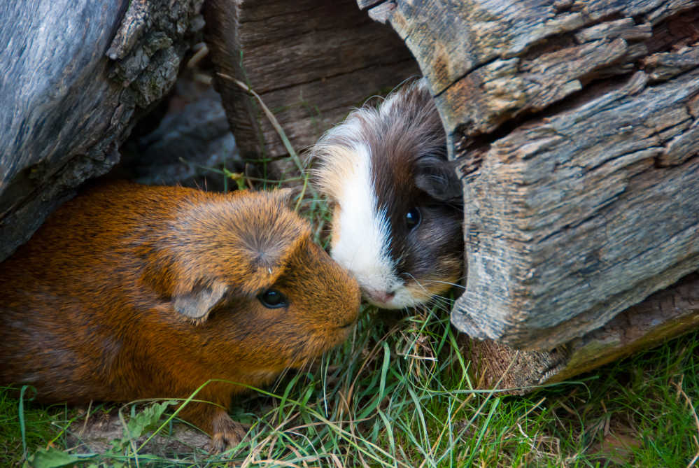 Two guinea pigs in a tree trunk toy