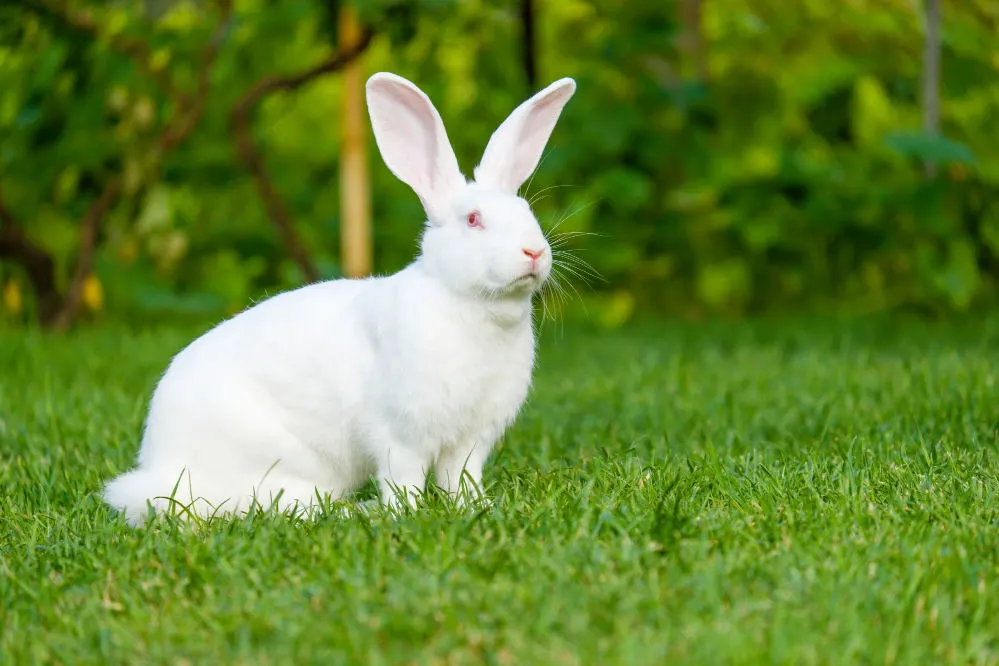 Sweet Flemish Giant white rabbit sitting on green grass.