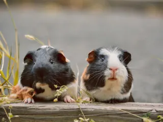 Black and white cute guinea pig couple