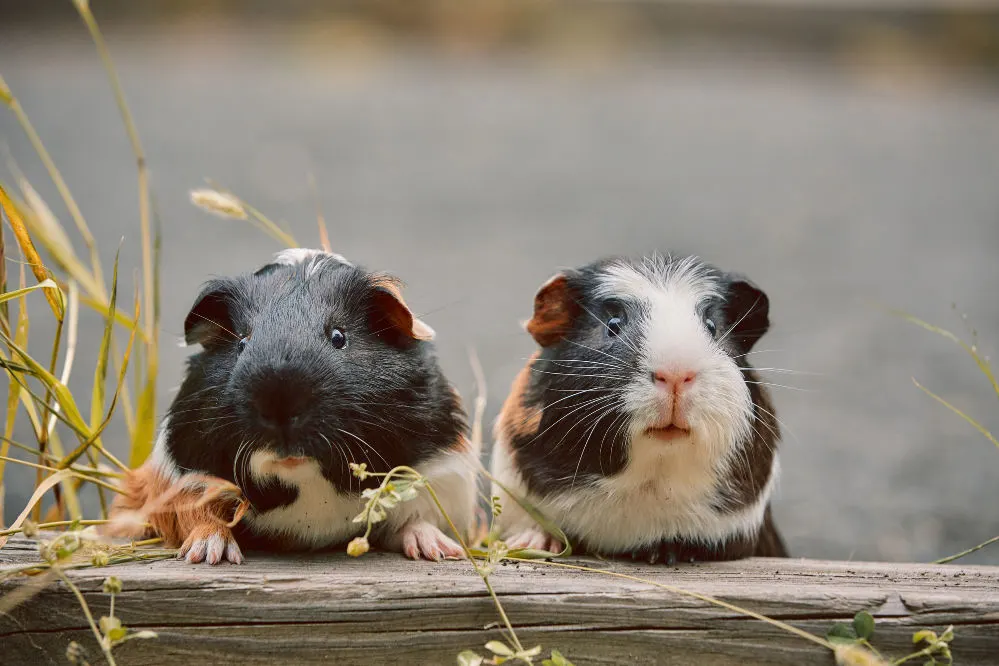 Black and white cute guinea pig couple.